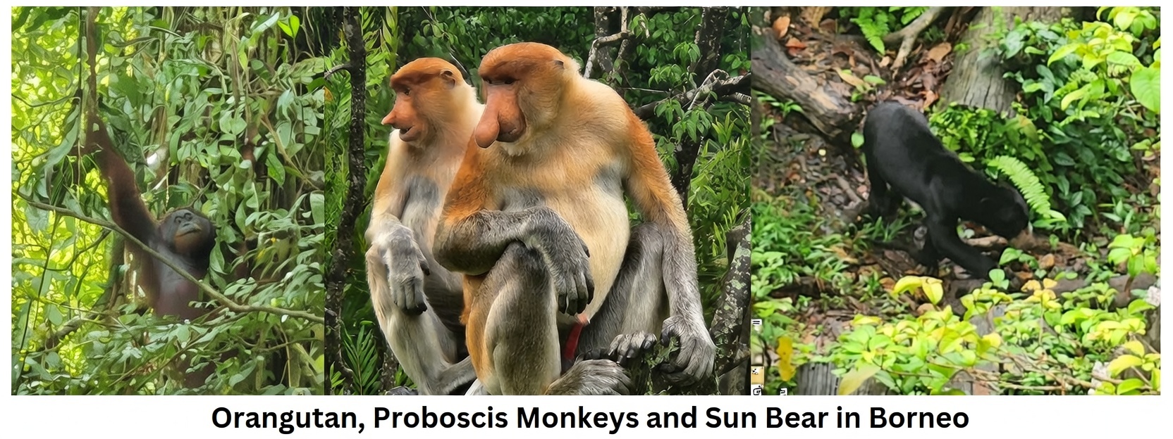 Borneo