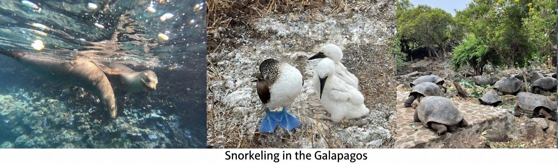 Galapagos