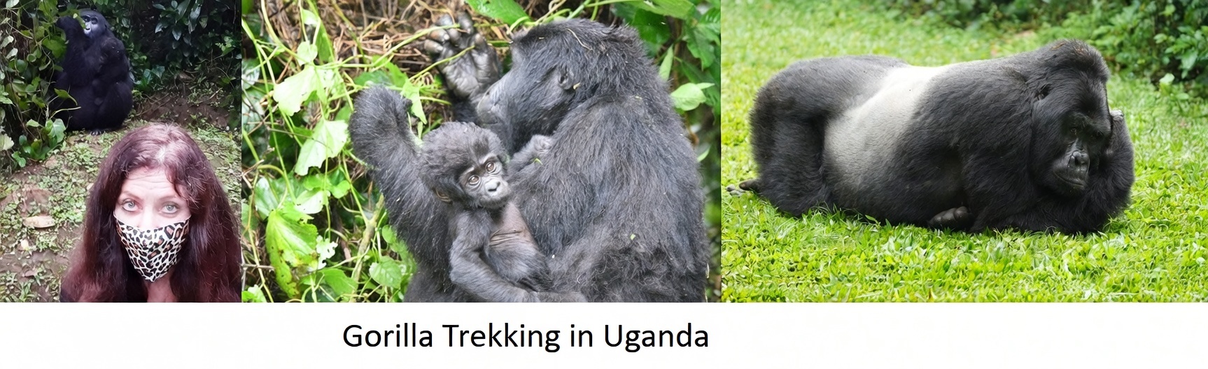 Gorilla Trekking in Uganda