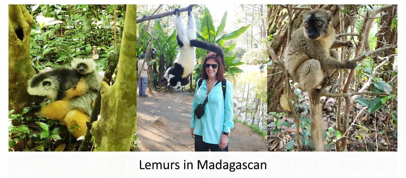 Lemurs-in-Madagascar