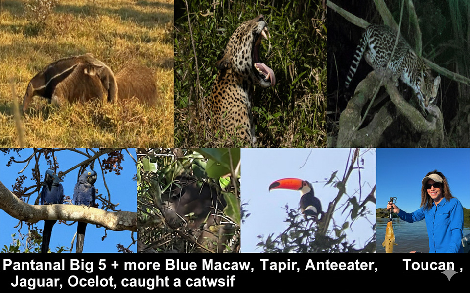 Pantanal-m
