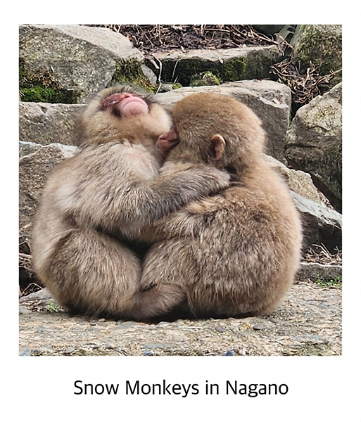 Snow-Monkeys-m