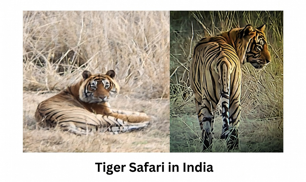 Tigers-m